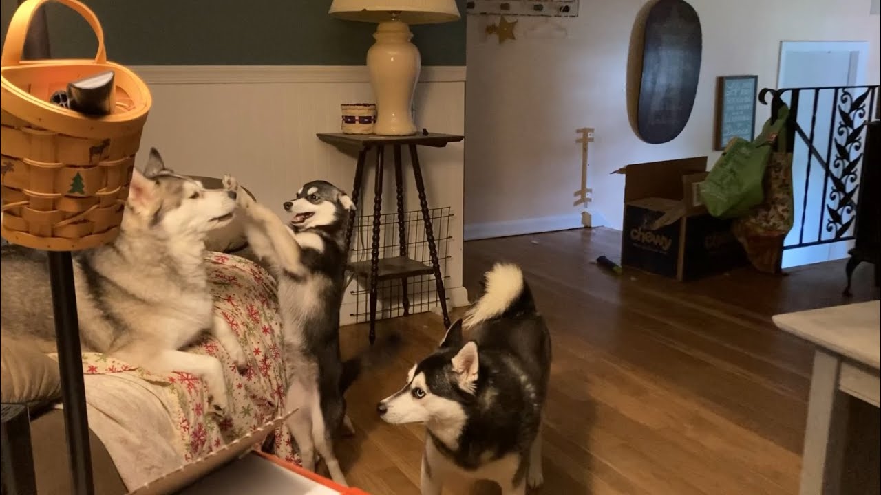 ⁣S02E31 - Alaskan Klee Kai Puppy Overload