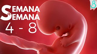 Semanas 4 8 De Embarazo 2 Meses Semana A Semana Baby Suite By Pau Youtube