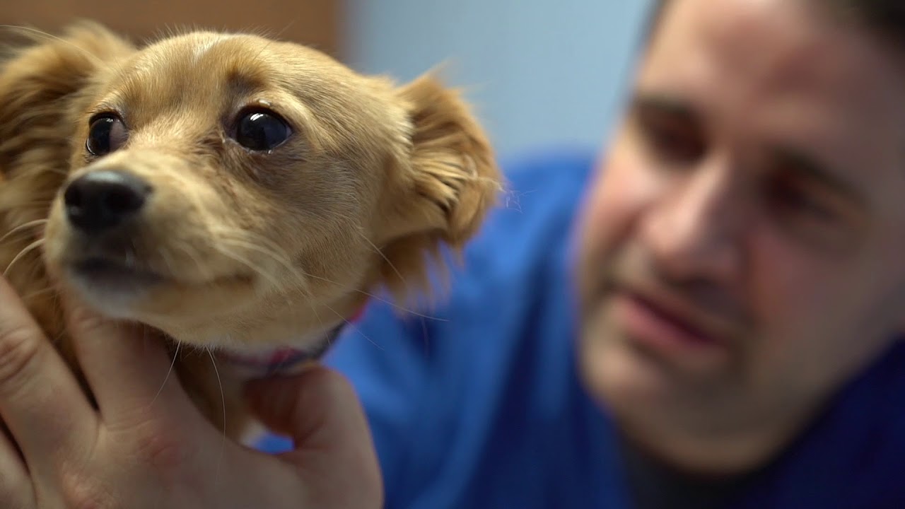 Barre Animal Hospital YouTube