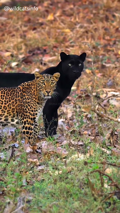 leapord vs black panther #shorts @wildcatsinfo #animals #ytshortsindia