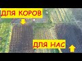 Деревенские будни / Весь день в огороде / Для коров посадили всё!