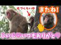 【感動のラスト】大好きなじいじに毛づくろい&みんなにバイバイ。シルバーウイーク最終日の夕方のパンチくん。市川市動植物園のニホンザル【パンチくん🐵】がんばれパンチ