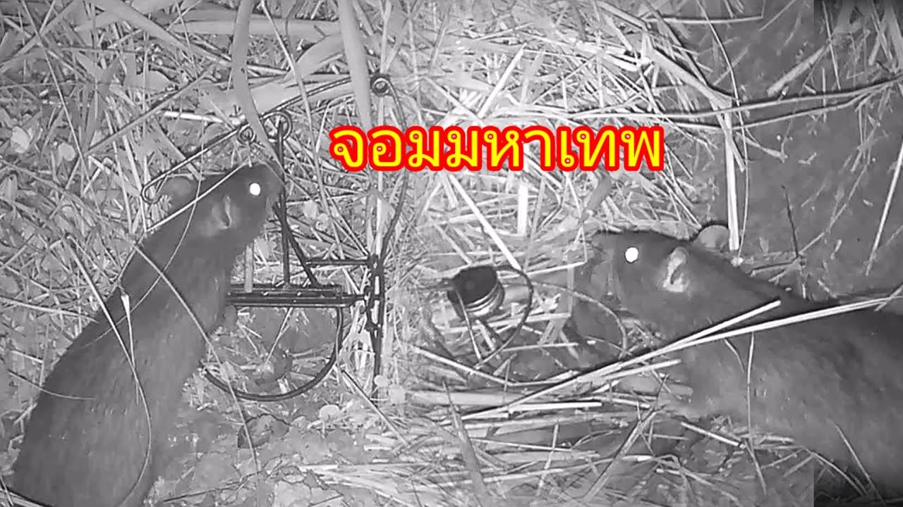 มหาเทพ!!! ปะทะ ช่างสายล่า 😱😱😱