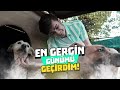 YÜZLERCE KÖPEKLE BİR GÜN GEÇİRMEK!