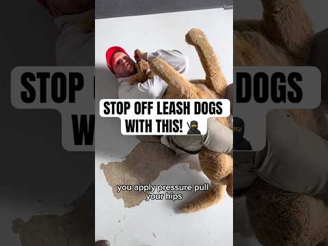 How To STOP Off Leash Dogs Approaching