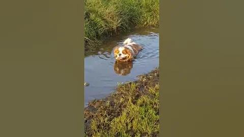 Ich geniee mein Hundeleben als Cavalier King Charl...