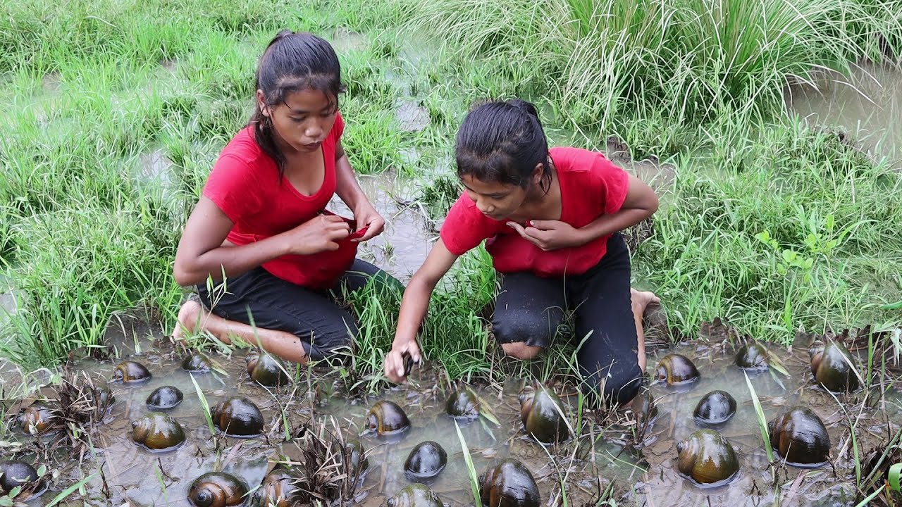 Found snails in the lake for food of survival - Cooking snails for delicious food with sister