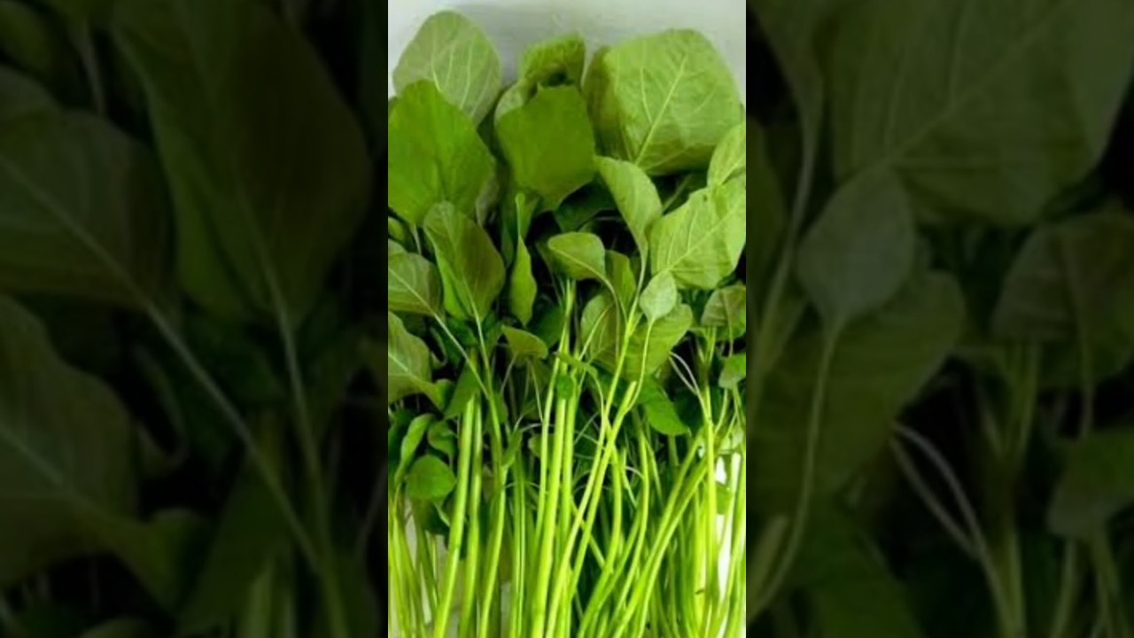 Menanam Sayur Bayam Dari Sisa Batang