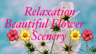 Beautiful Flowers | Beautiful Pictures Of Flowers Nature & The Best Relax Music • 1 HOUR screenshot 5