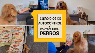 Ejercicios de autocontrol y control para perros