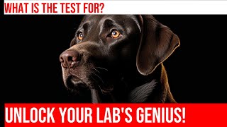 Unlock the Genius in Your Labrador Retriever: Take the Intelligence Test!