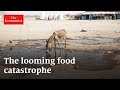 The global food crisis explained