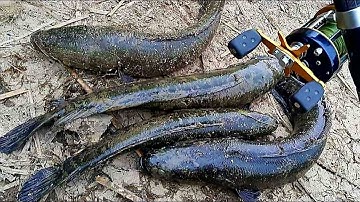 Câu cá lóc hàn quốc và những pha táp mồi kinh điển | fishing || #dhtchannel