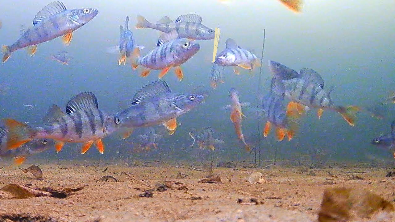 Главный секрет поиска окуня