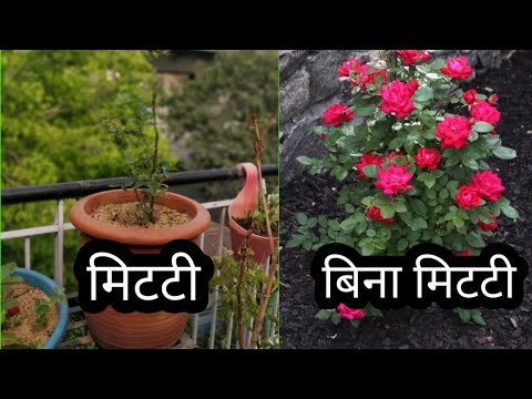 वीडियो: क्या एफिड्स गुलाब के लिए हानिकारक हैं?