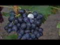 @Применение гиббереллина на винограде, кисти и грозди