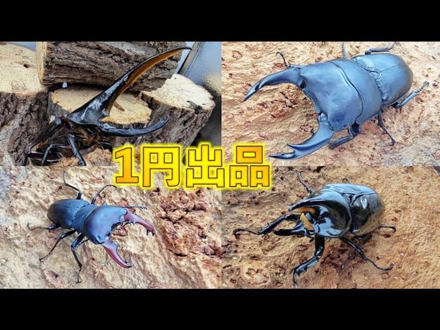 羽化したクワカブをヤフオクに出品します - YouTube