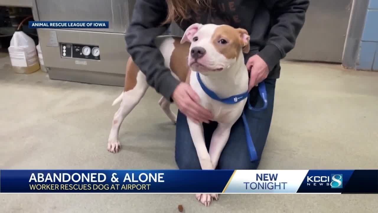 Worker rescues dog at Des Moines Int'l Airport - YouTube
