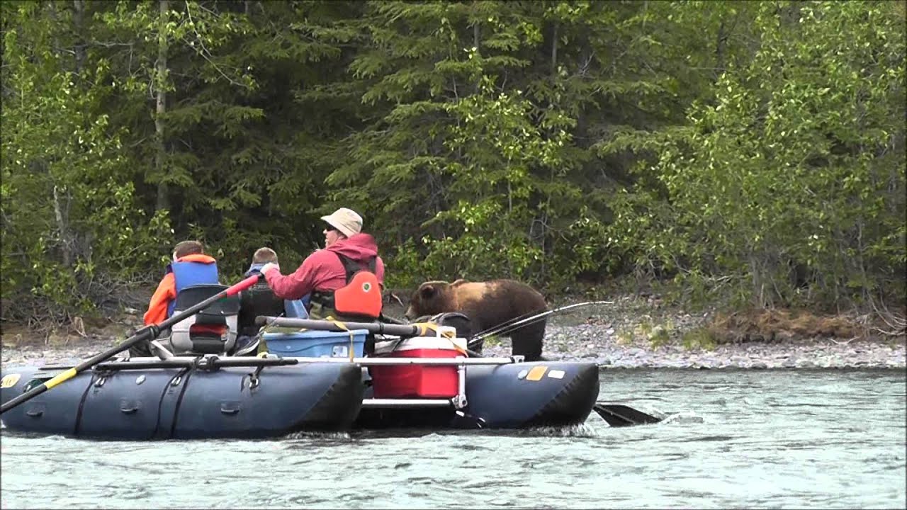 Brown Bear & Cubs - Kenai River - Part 2 - YouTube