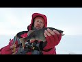 Ловля пассивного окуня на балансир.Зимняя рыбалка на водохранилище.