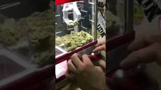 Weed claw machine 😳🥳🥴🤣 #shorts #clawmachine #marijuanachannel screenshot 3