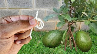 Como plantar abacate em Casa - Melhor forma de plantar maxixe em Vaso