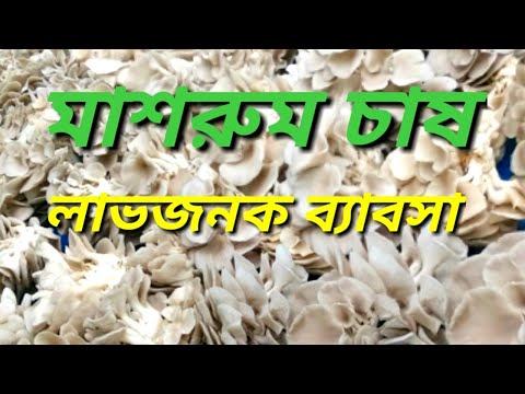 ভিডিও: কিভাবে একটি বুলেটাস মাশরুম পার্থক্য করতে হয়