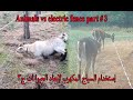 Animals vs Electric Fence part # 3 إستخدام السياج المكهرب لإبعاد الحيوانات