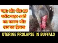 Uterine prolapse in buffalo             