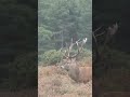 Rutting season for the red deer  ruttingseason wildlife rut trailcameras nature
