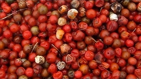 Saving Asparagus Seed