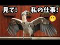 ハシビロコウふたばちゃんの仕事っぷりがすごい!!掛川花鳥園ハシビロコウふたば【秋ふたば】