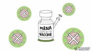 How does the Pfizer/BioNTech COVID-19 mRNA vaccine work?