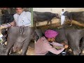 Jagdeep diary farm at haryana  ph 9876615127  topquality buffalos sale newviral