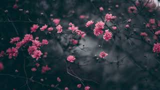 Joakim Karud - Spring Light Daily Music No Copyright