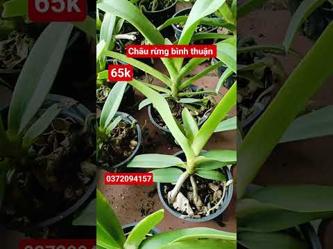 THANH MAI BÁN CHÂU RỪNG ĐẦM LẦY BÌNH THUẬN 65K 0372094157