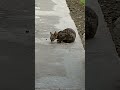 Not for Sale | Kitten meowing to attract cats | #chameleon #shortsfeed #shorts #shortvideo
