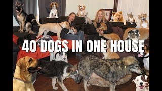 40 DOGS IN ONE HOUSE / Animal Watch