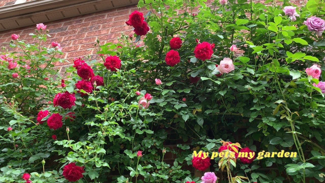 |June 17, 2025 Front yard, right-side (1) | #dogs |#cats |#rosegarden |#healing |#My pets my garden|