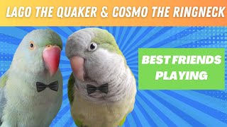 Lago The Quaker Parrot and Cosmo The Indian Ringneck | Feathered Friend Adventures