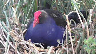 pic Australasian Swamphen Baby youtube
