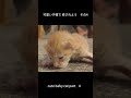 可愛い子猫で 癒されよう 4