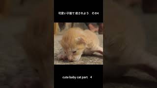 可愛い子猫で 癒されよう 4