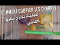 Comment Coupler les Canaris |  كيفية تزاوج طيور الكناري