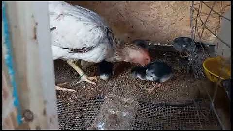 update kuv cov me nyuam qaib dua