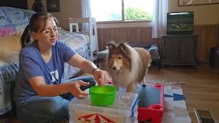 Drama Free Nail Care: Bucket Game, Paw Handling