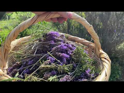 قطف و تقطير الخزامى من قلب الطبيعة باش نوفركم أجود ماء مقطر و زيت أساسي للخزامى طبيعي ١٠٠