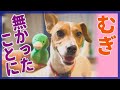 【わんこ】鳥のぬいぐるみのキャッチが得意なジャックラッセルテリアのむぎの巻【犬動画】