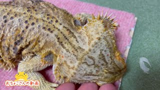 【脱皮】目を脱皮するフトアゴヒゲトカゲ☆おちょこさん Beardeddragon