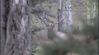 New Mexico Archery Elk Hunt